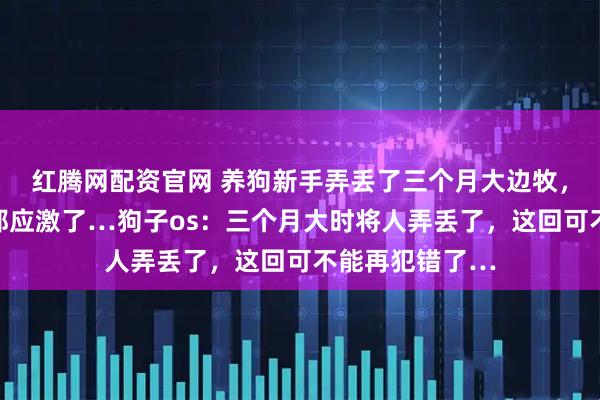红腾网配资官网 养狗新手弄丢了三个月大边牧，找回后人和狗都应激了…狗子os：三个月大时将人弄丢了，这回可不能再犯错了…